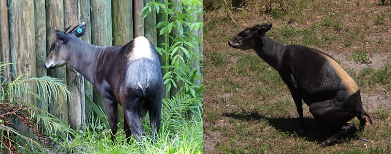 [Two photos spliced together. On the left is this deer-like creature with two short spikes atop his head and a light-colored section on his hind rump (rest of him in dark brown) has his nose touching a log fence as he appears to be trying to look between the logs to see what is on the other side. On the right is a hornless duiker with its hind end squatting in the grass. The yellow portion on its back is an enlongated triangle with the skinny point about half-way up its back and the wider section near the rump end of its back.]